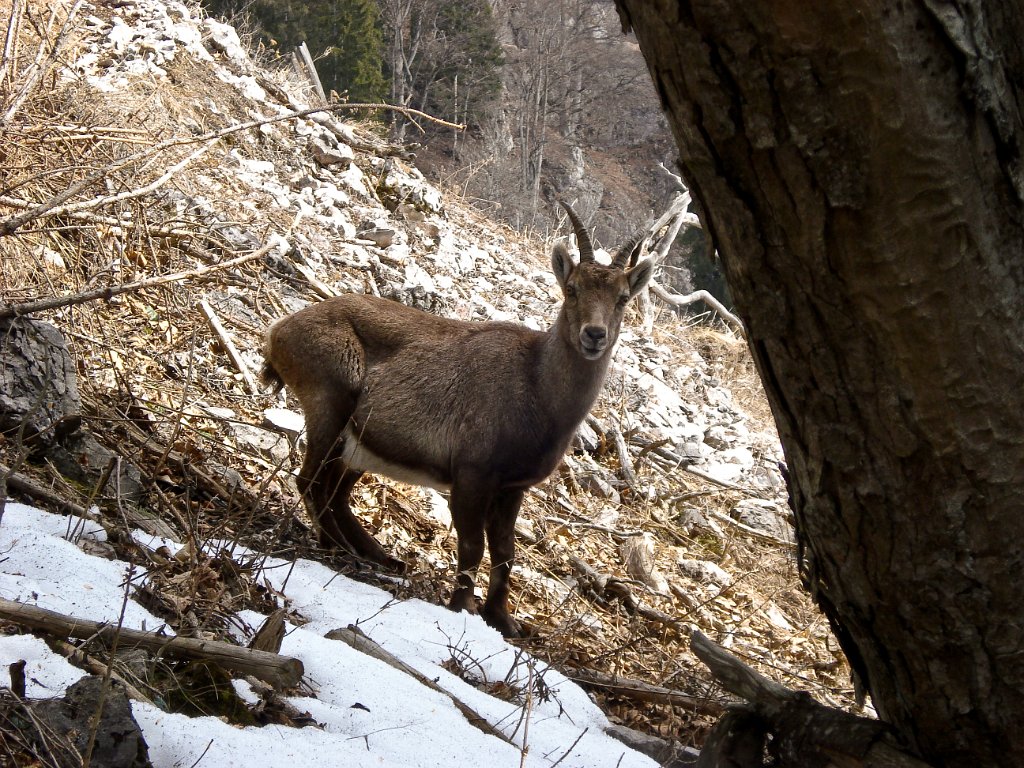 12 die herrlich anzusehenden Steinboecke.JPG